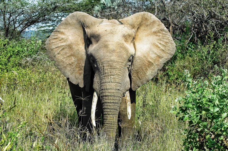 An elephant headed my way!