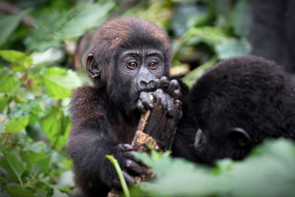Closeup shot of a baby gorilla eating on a field in Uganda