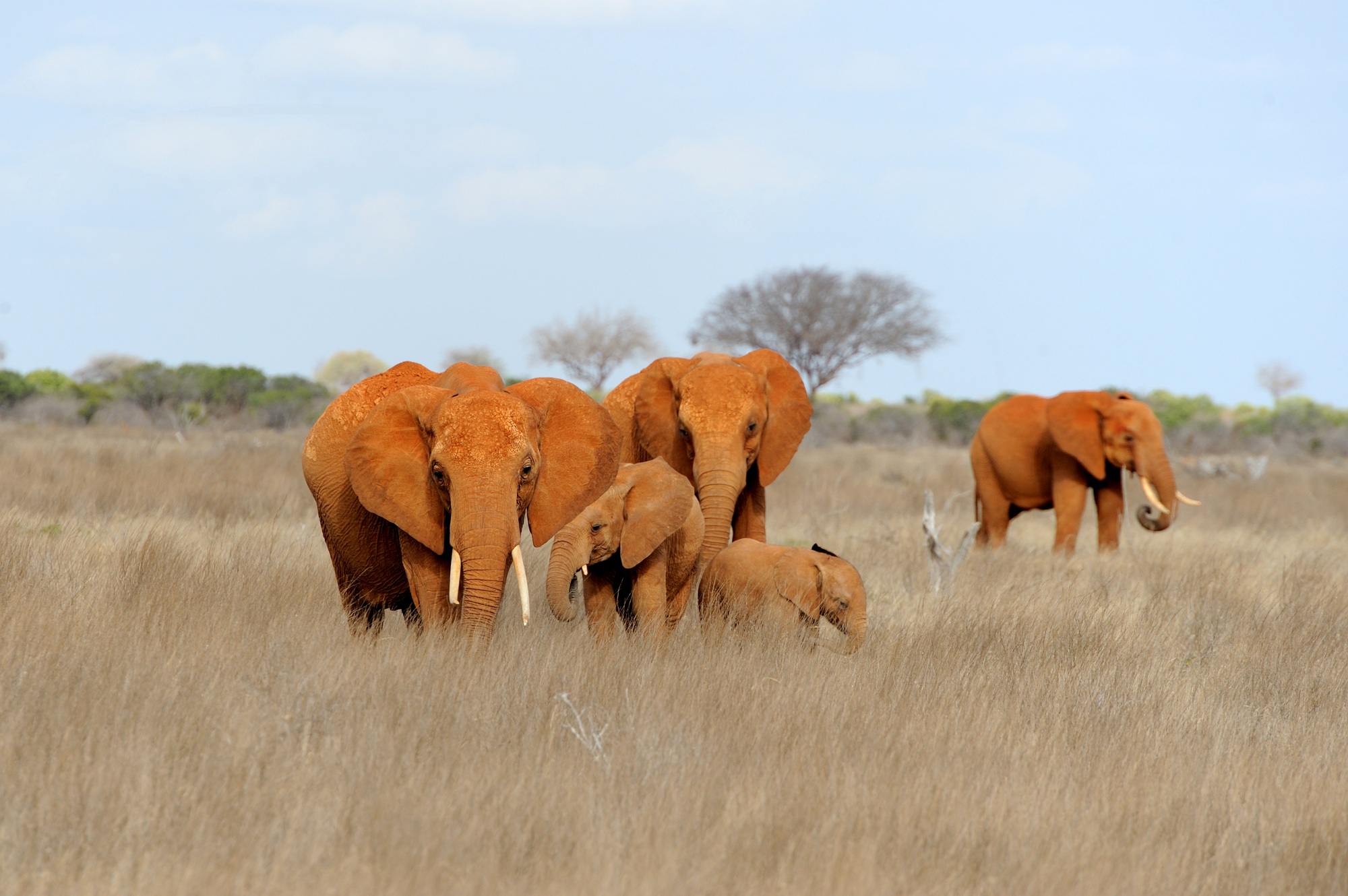 Elephant