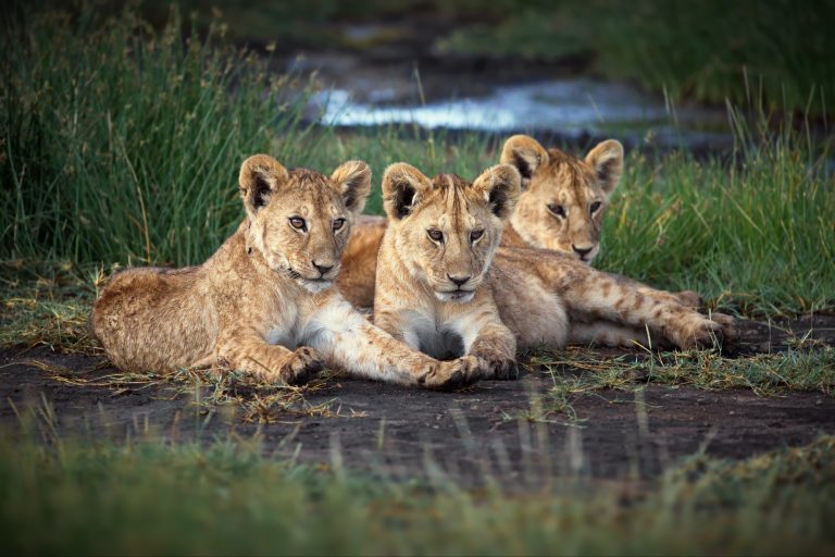 Group of baby lions in Tanzania