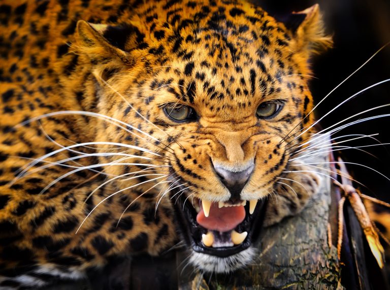 Leopard