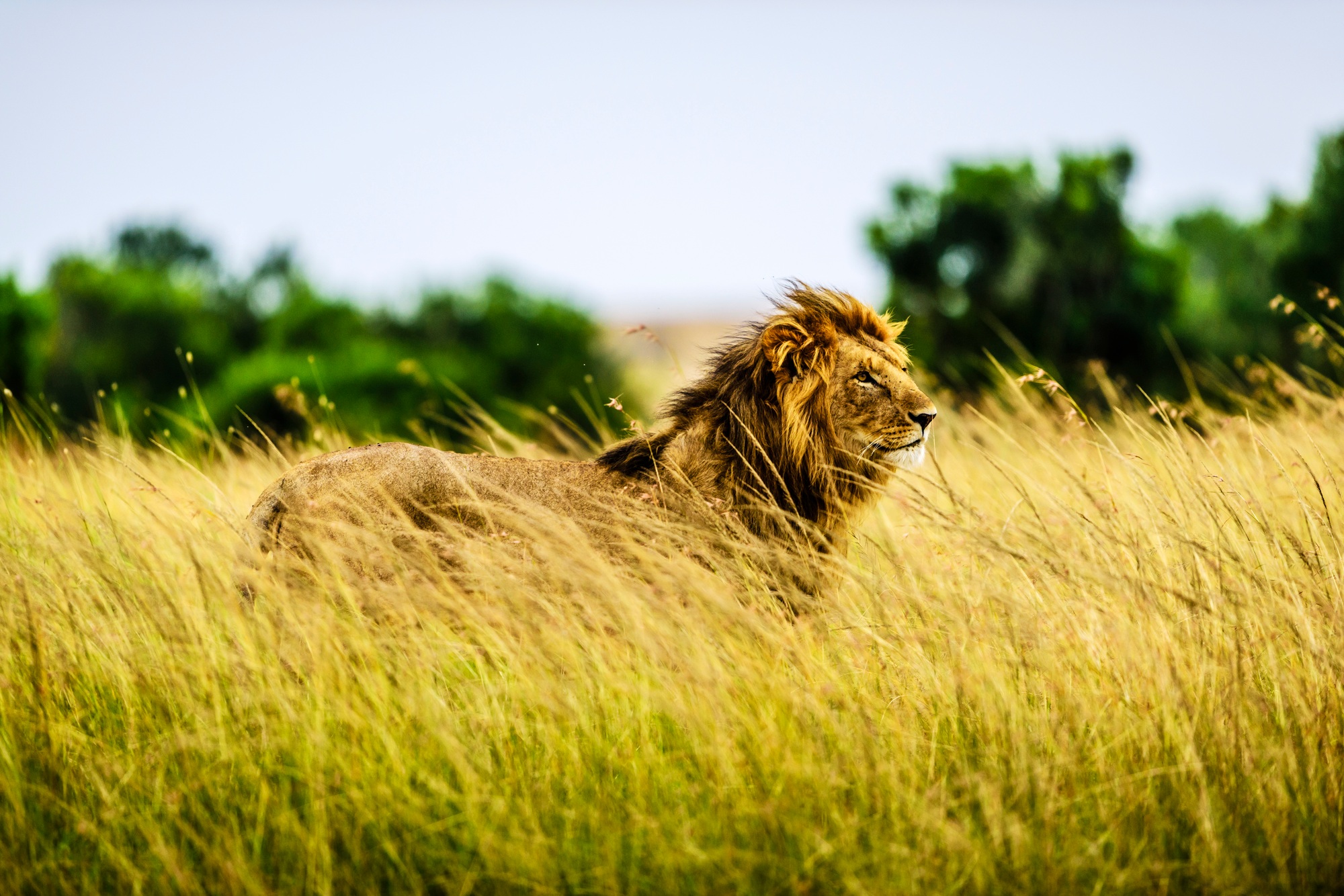Lion standing in tall grass