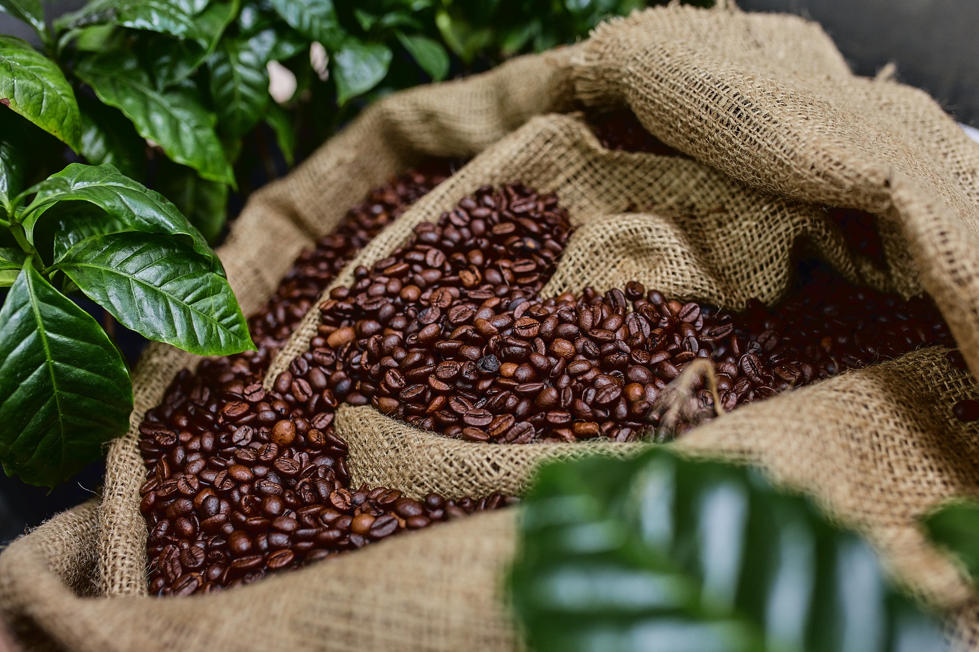 Open bag with coffee beans slices of green leaves. beautiful light, vigor of coffee beans, among