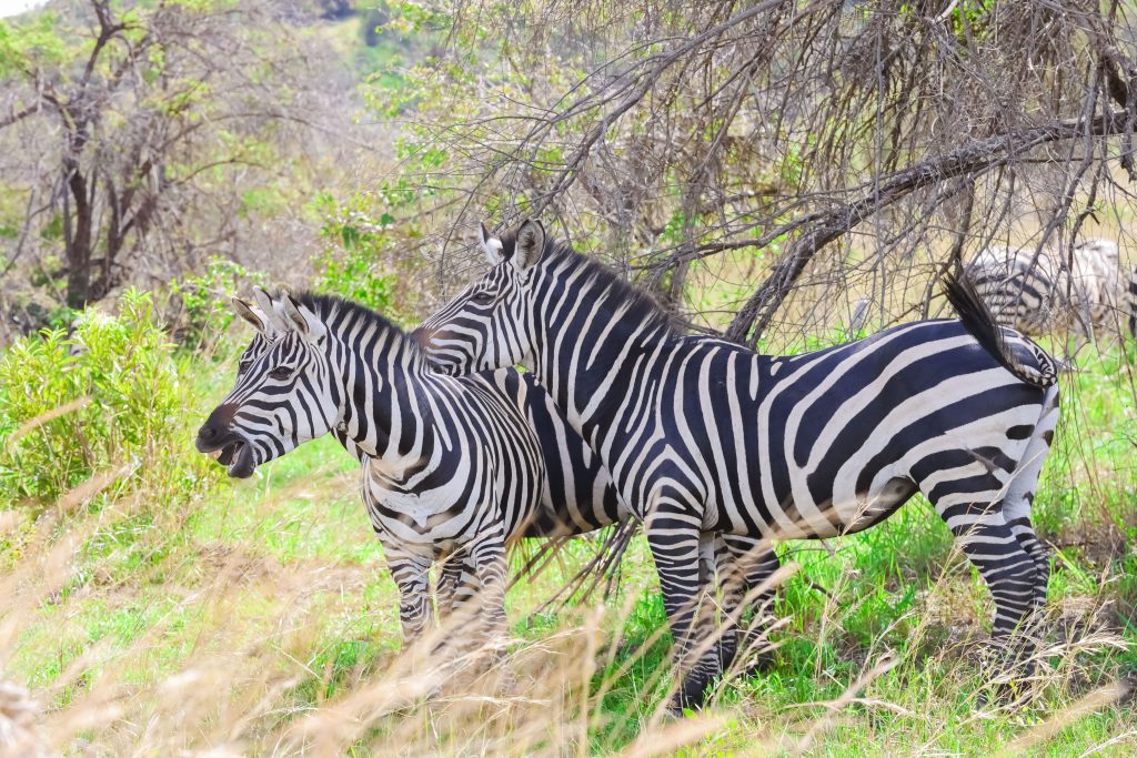 Two zebras standing close together in Akagera National Park, captured by Huza Gateway’s photographer during a game drive.