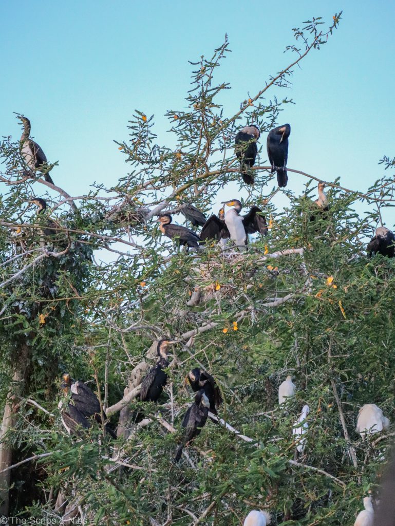 Birdwatching bliss — our guest Attiya captured a variety of birds during her exploration of Akagera’s vibrant ecosystems.