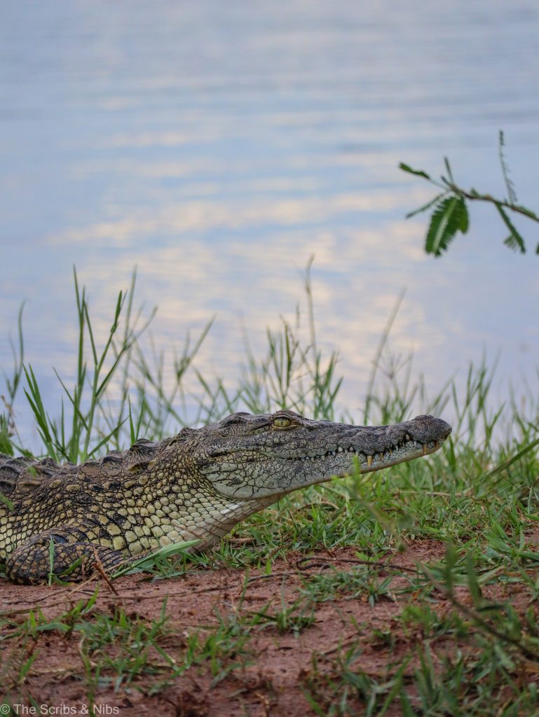 Crocodile spotted during a sunset boat cruise in Akagera National Park, photo taken by client Attiya