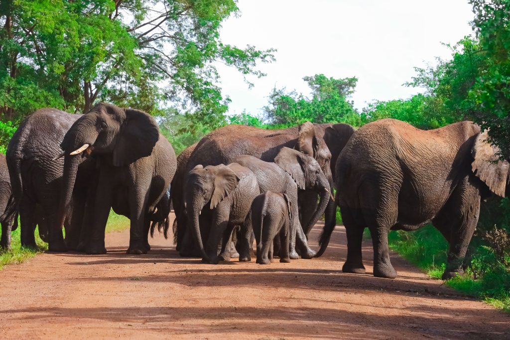 A family of elephants walking through the savannah in Akagera National Park, captured by Huza Gateway’s photographer on the second day of the tour.