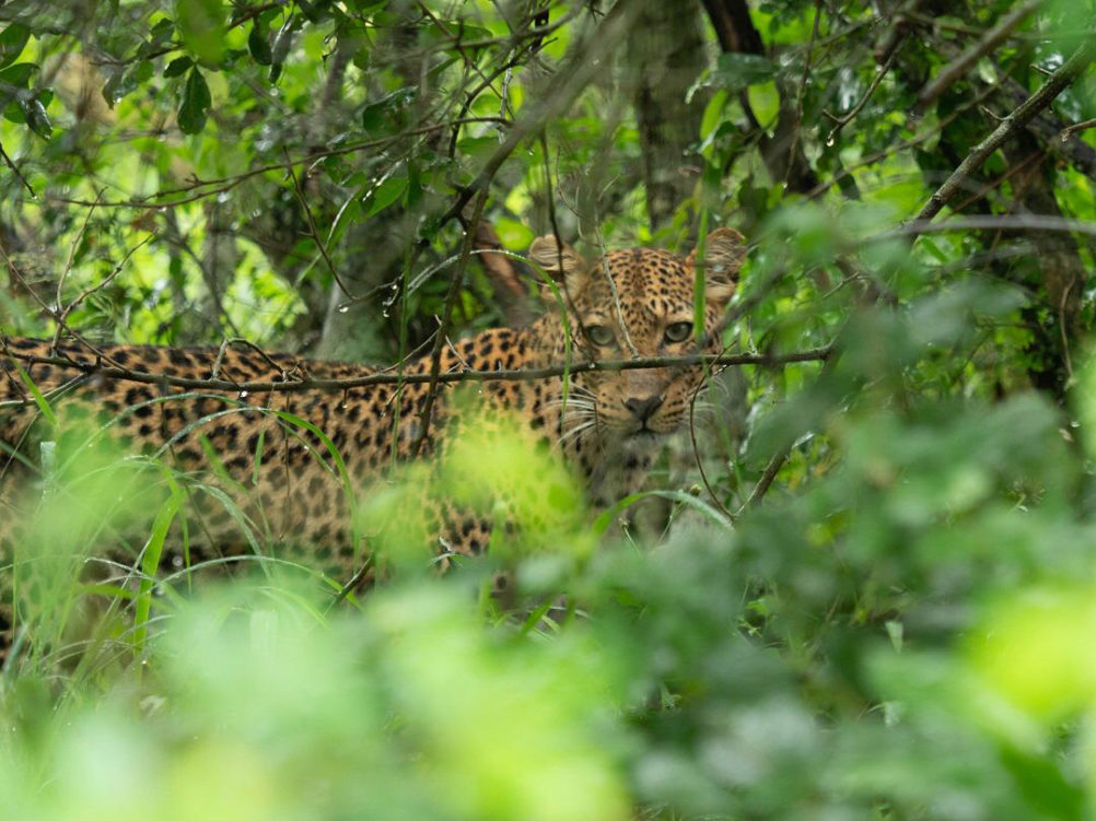 A leopard sighting in Akagera National Park, photographed by Dope
