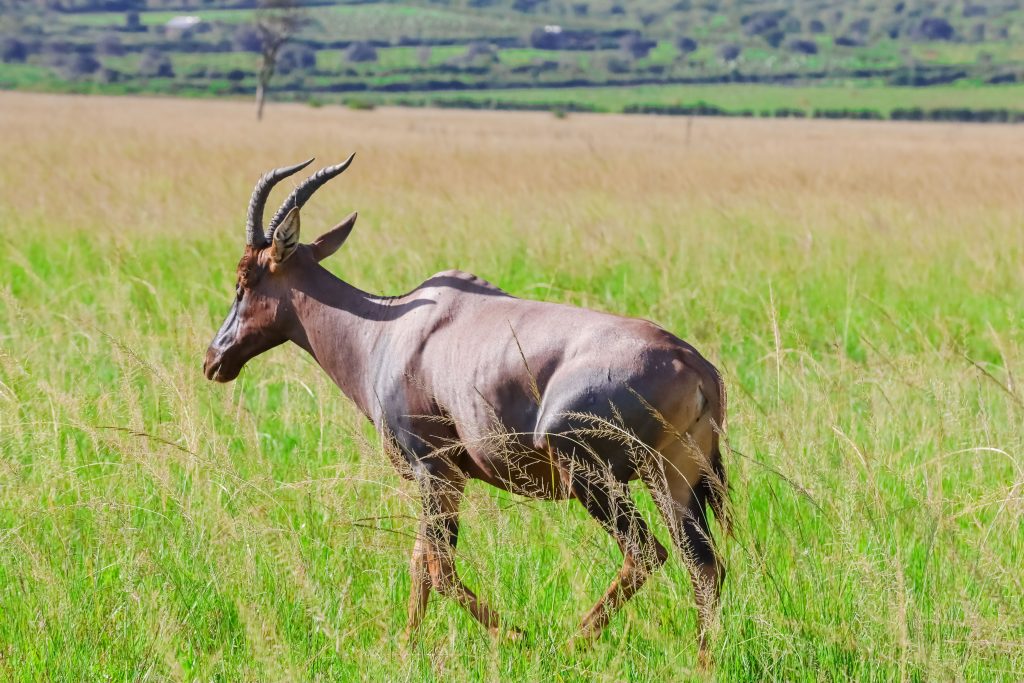 A topi in motion across the savannah of Akagera National Park, captured by Huza Gateway’s photographer during a guided safari.