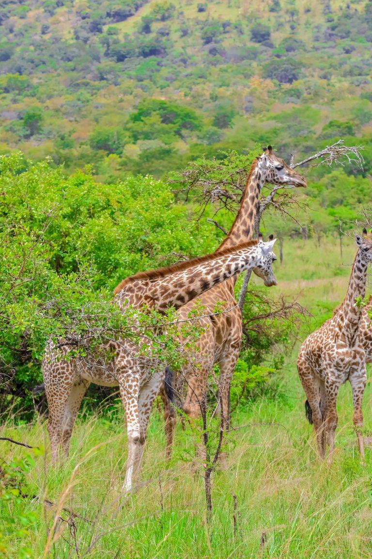 Two giraffes standing in the open savannah of Akagera National Park during a full-day safari with Huza Gateway.