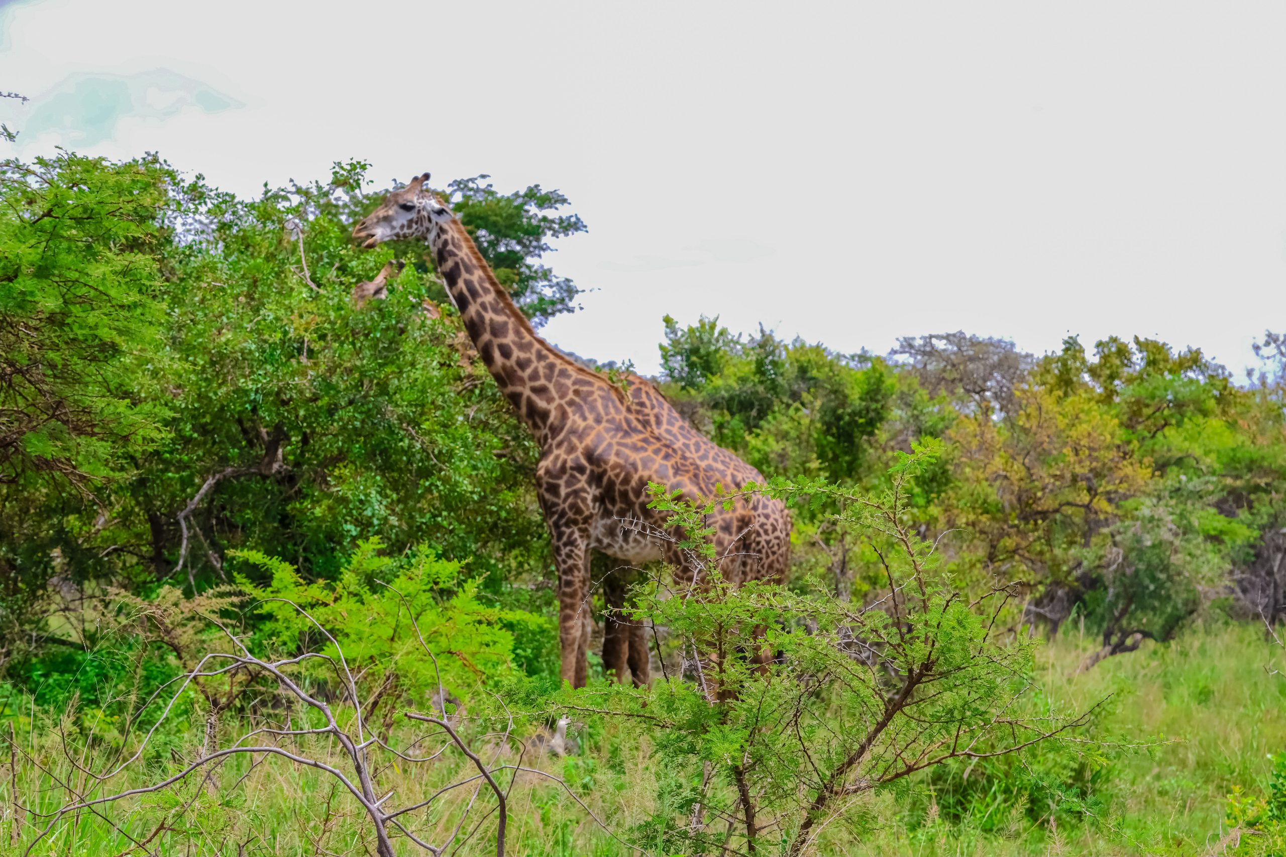 Giraffes walking across the savannah in Akagera National Park, captured by Huza Gateway’s photographer during a guided tour.
