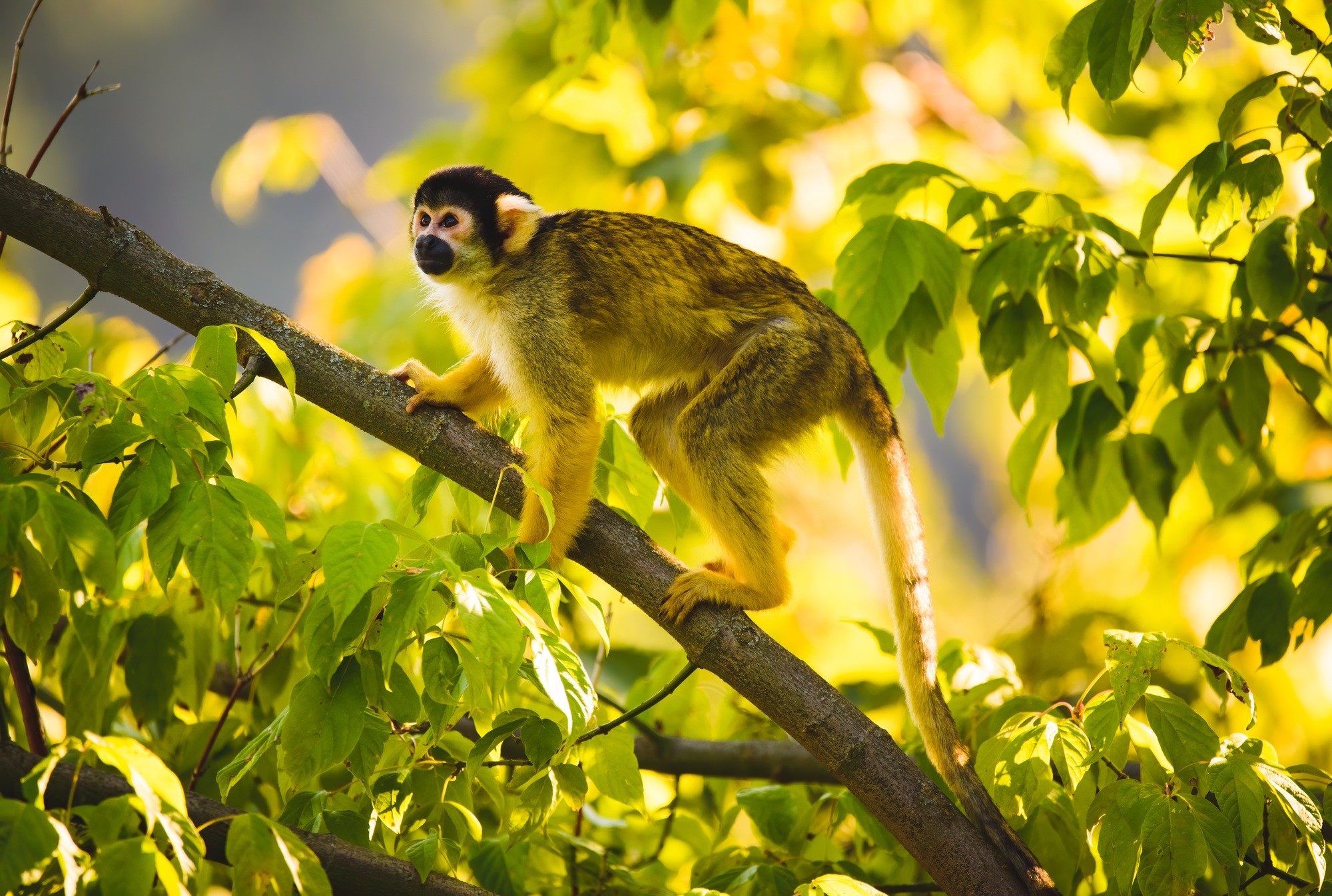 Black-capped squirrel monkey on a tree in Stubenberg tierpark