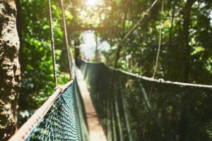 canopy-walk-in-rainforest-300x200