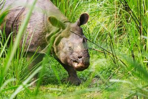 rhino-in-nepal-300x200