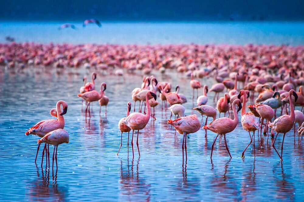 visit-lake-nakuru-and
