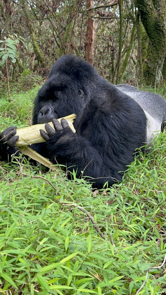 Best Time to Go Gorilla Trekking in Uganda | Huza Gateway