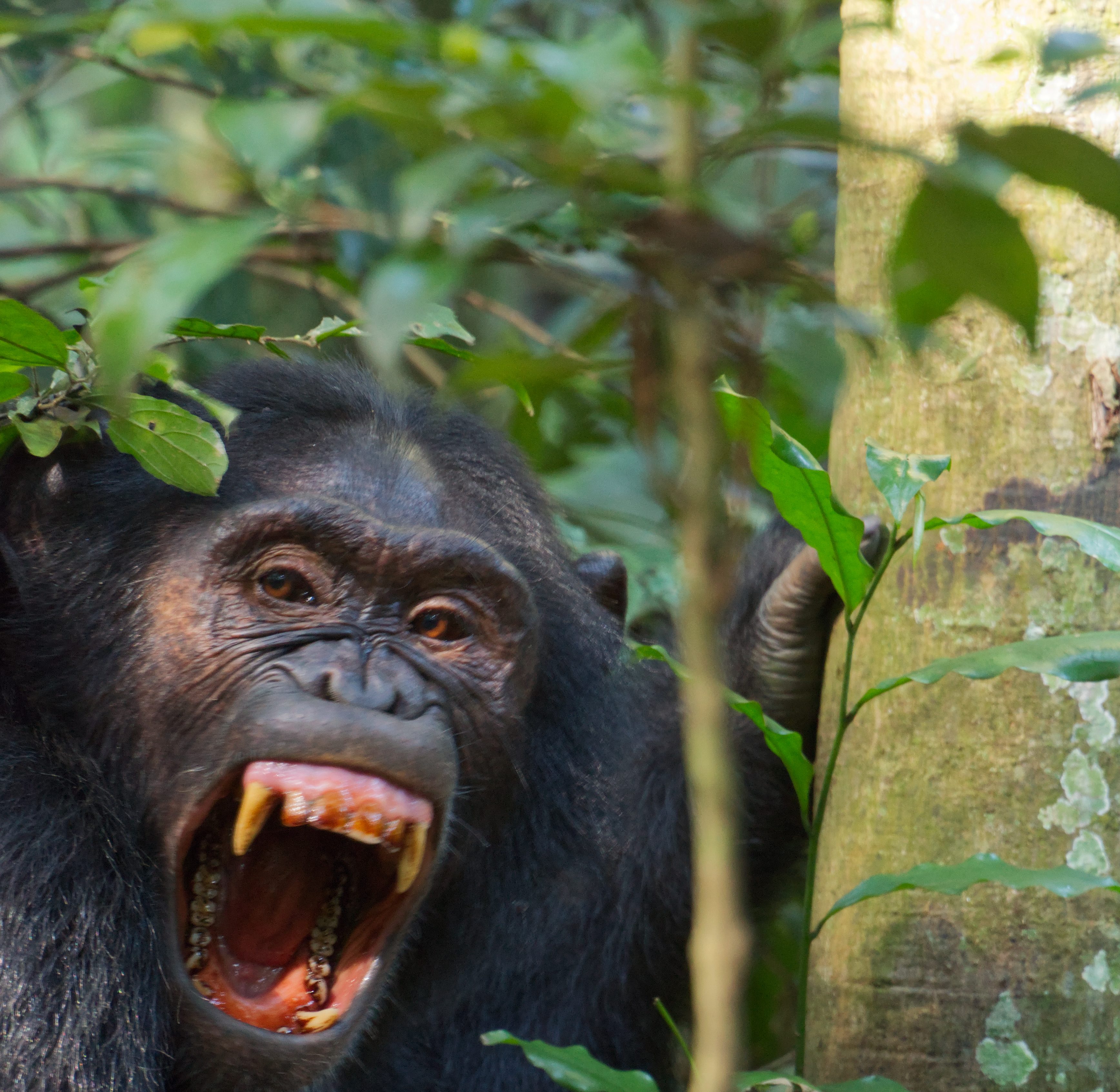 Chimpanzee spotted during a thrilling 1-day trek in Nyungwe National Park with Huza Gateway.