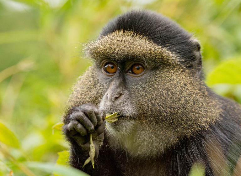Golden monkey in Nyungwe Forest National Park during a 1-day primate and canopy adventure with Huza Gateway.