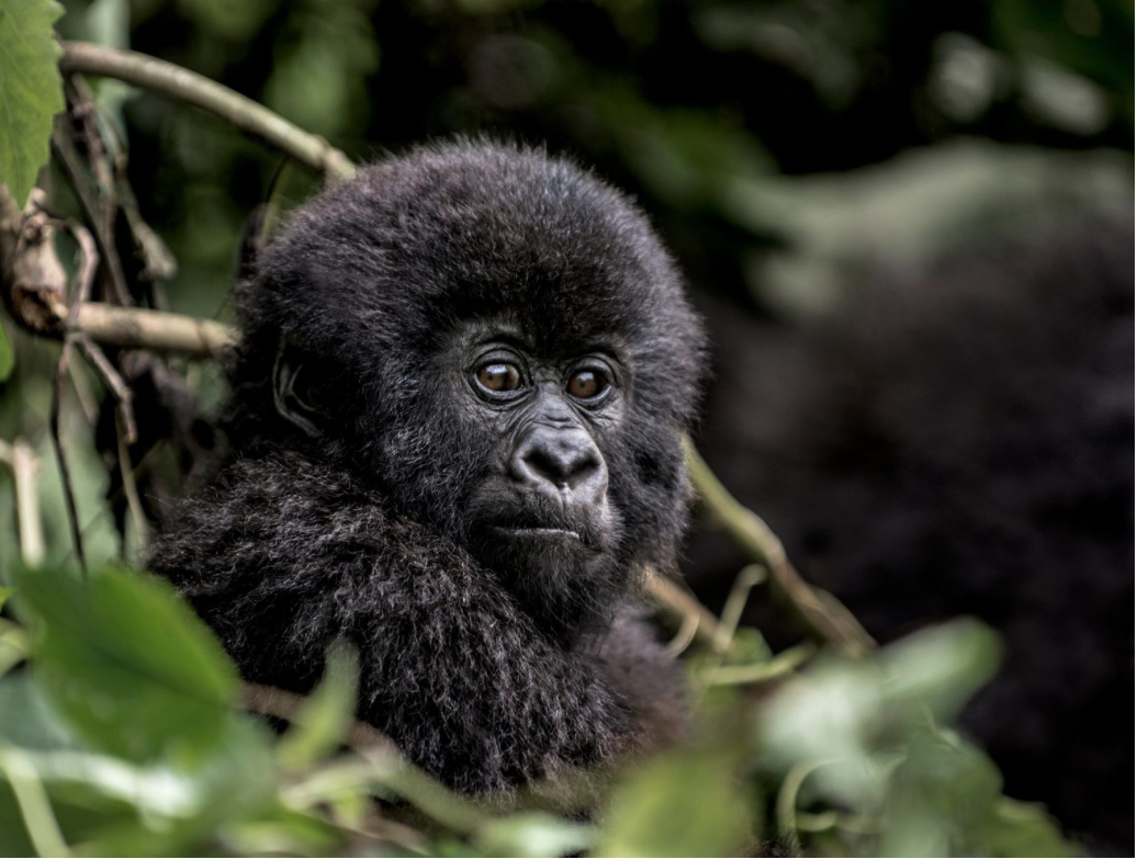 Adorable Baby Gorilla in Rwanda’s Volcanoes National Park