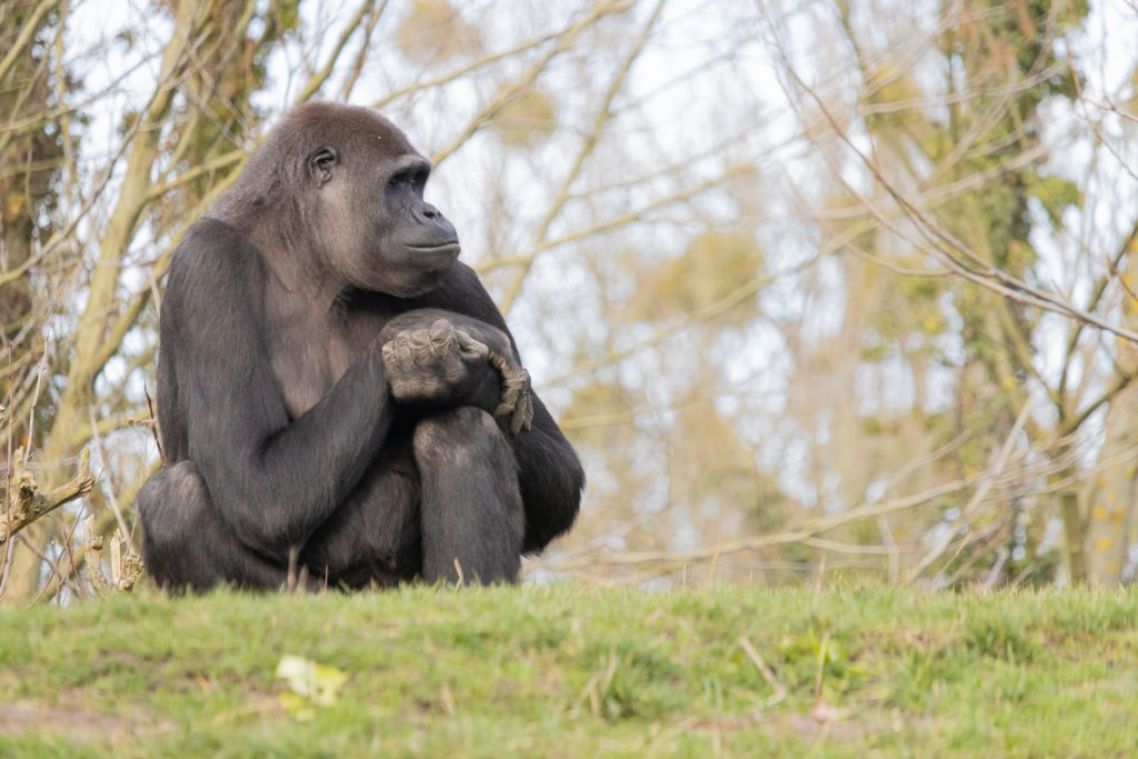 Learn how to book a gorilla trekking permit in Uganda, including costs, rules, and expert guidance for Bwindi and Mgahinga.