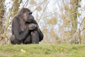 Learn how to book a gorilla trekking permit in Uganda, including costs, rules, and expert guidance for Bwindi and Mgahinga.