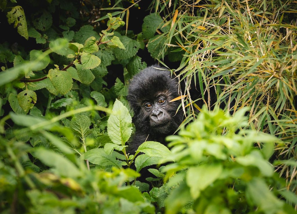 Baby mountain gorilla peeking from dense bushes in Uganda’s Bwindi Impenetrable Forest