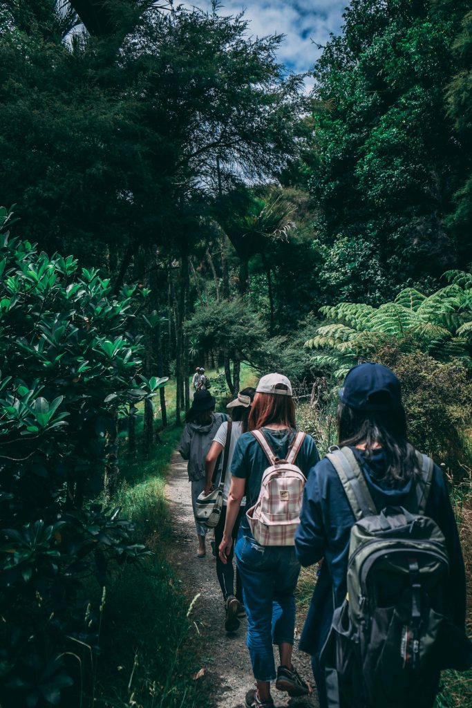 Tourists trekking mountain gorillas in Bwindi Impenetrable Forest Uganda and Volcanoes National Park Rwanda