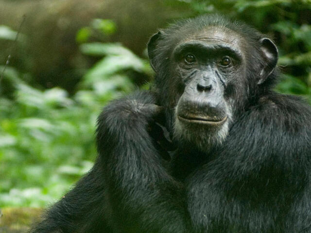 Chimpanzee (Pan troglodytes) sitting on forest ground, Uganda.