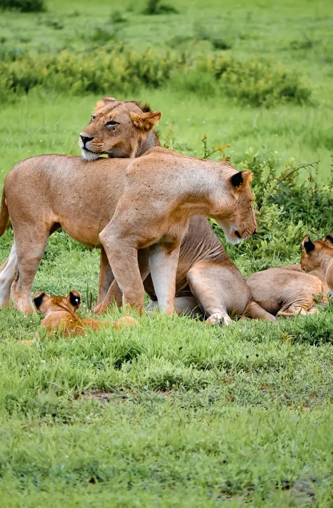 wanda safari 2026 Big Five in Akagera National Park