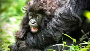 Visit Rwanda 2026 safari and gorilla trekking adventure in the Land of a Thousand Hills