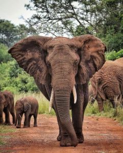 Kenya Safari Experience: The Heart of Classic Africa