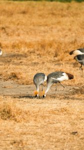 Uganda Safari Experience: Africa’s Most Diverse Safari