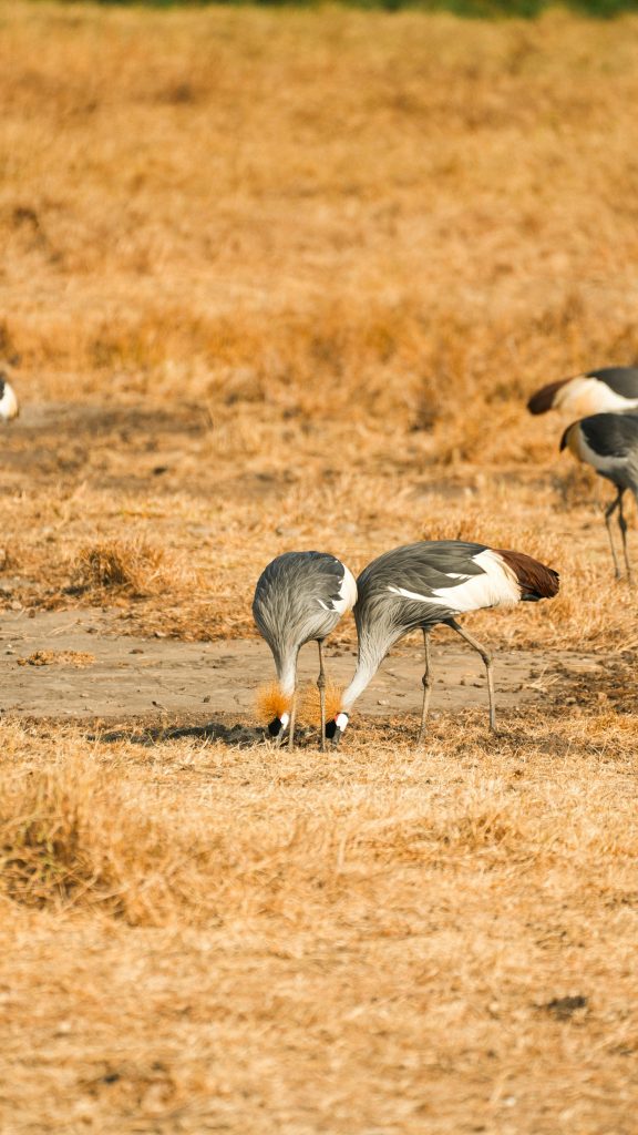 Uganda Safari Experience: Africa’s Most Diverse Safari