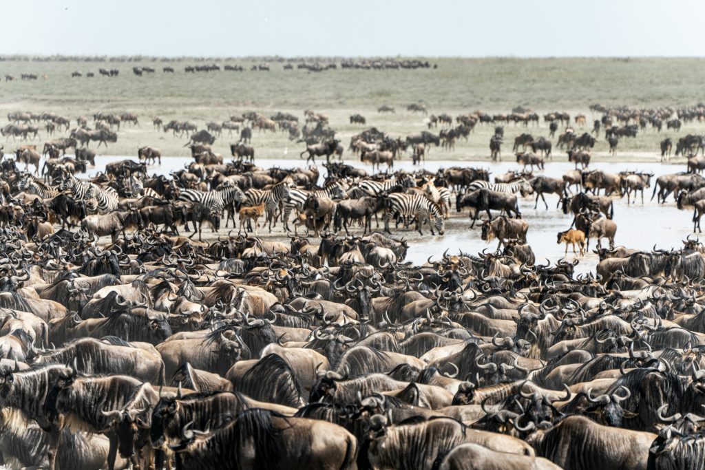 7 Days Kenya Safari Itinerary/ great migration 