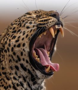 First African Safari Tanzania: 14-Day Serengeti & Zanzibar Itinerary