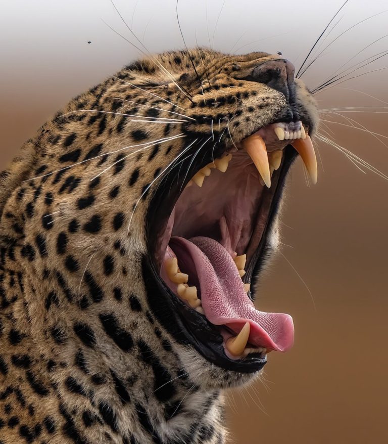 First African Safari Tanzania: 14-Day Serengeti & Zanzibar Itinerary