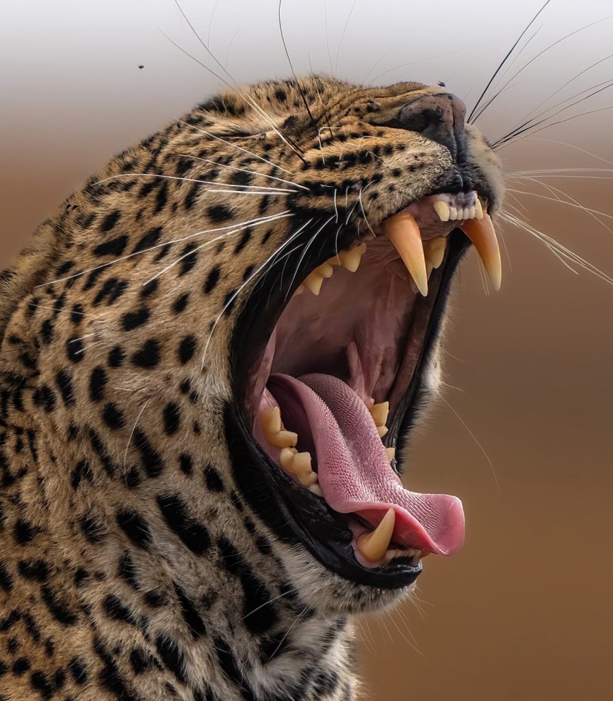 First African Safari Tanzania: 14-Day Serengeti & Zanzibar Itinerary