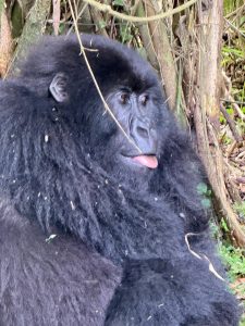 How to Book a Gorilla Permit in Rwanda