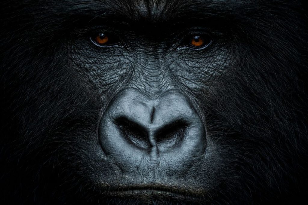 Best Time to Go Gorilla Trekking in Rwanda