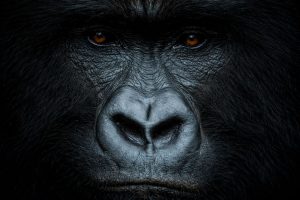 Best Time to Go Gorilla Trekking in Rwanda