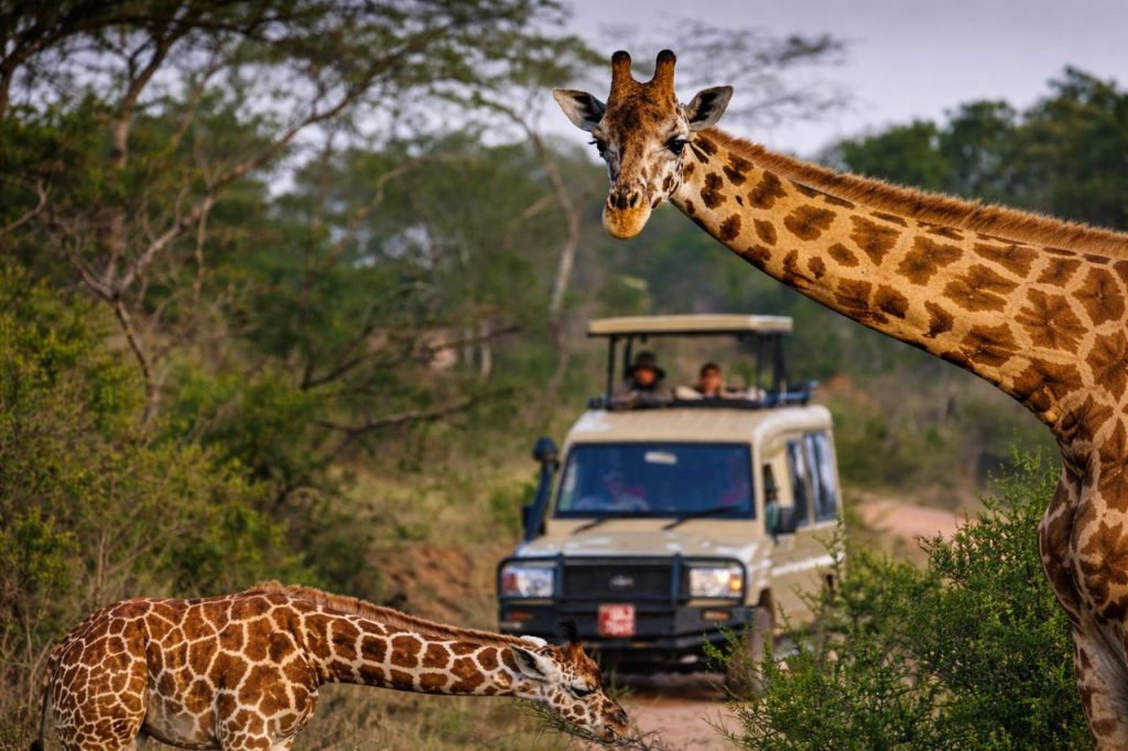 10 Days Uganda Safari – Gorilla Trekking, Big 5 & Wildlife Adventure