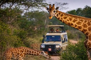 10 Days Uganda Safari – Gorilla Trekking, Big 5 & Wildlife Adventure