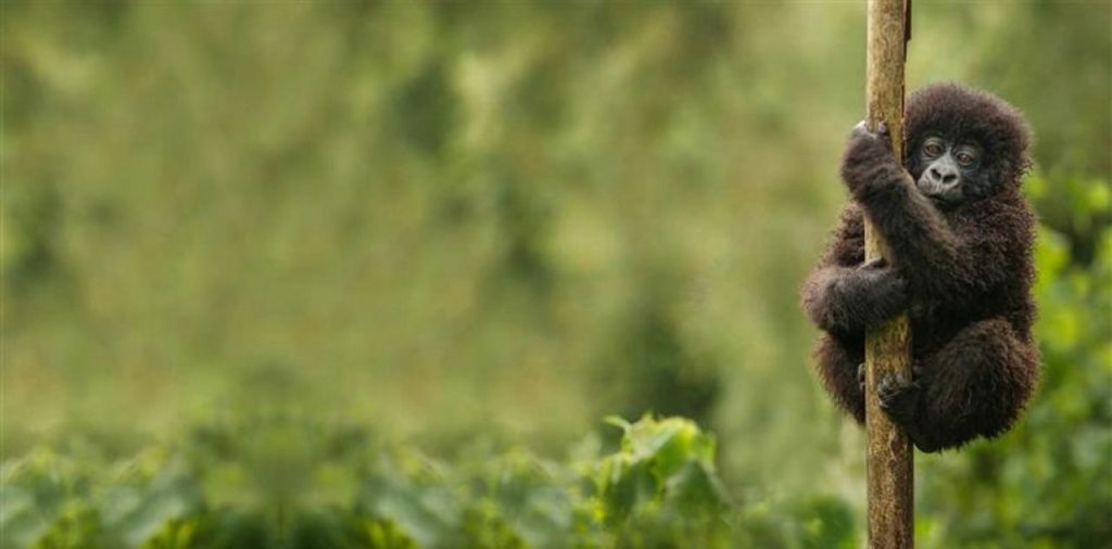 Updated Volcanoes National Park Prices and Experiences (2026 Rwanda Travel Guide)