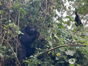 Top Things to Do in Volcanoes National Park Rwanda (Gorilla Trekking, Hikes & Prices)