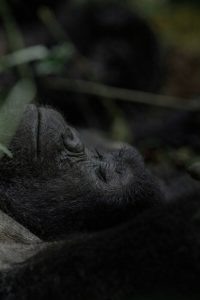 Mountain gorilla resting Impenetrable Forest during gorilla trekking safari