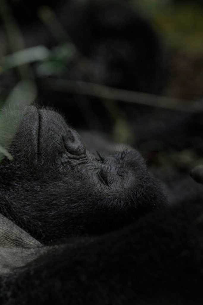 Mountain gorilla resting Impenetrable Forest during gorilla trekking safari