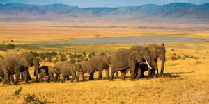 20 Days East Africa Safari (Rwanda, Uganda, Kenya & Tanzania Experience)
