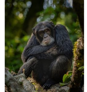 Chimpanzee Trekking in Uganda from Kibale National Park