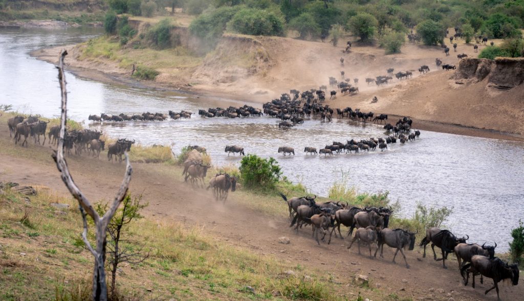 Great Migration from Serengeti National Park 