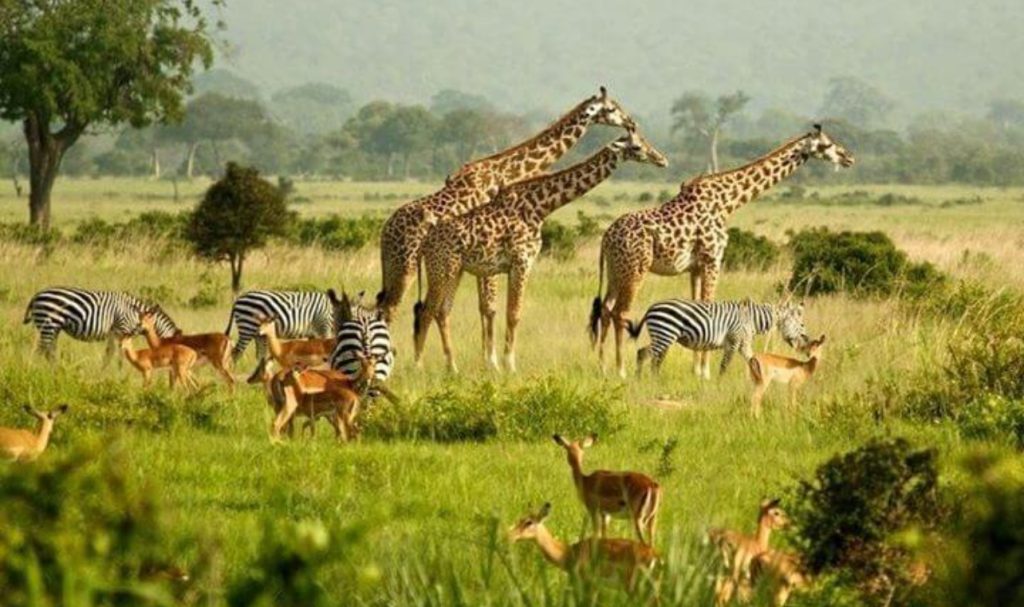 Best place to visit in Uganda for unforgatable memory